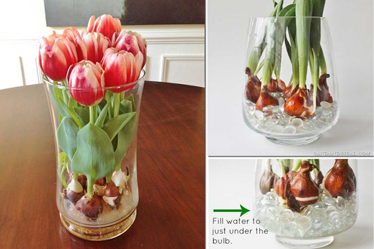 Выращивание тюльпанов дома. Тюльпаны в стеклянной вазе. Тюльпаны в вазе с луковицей. Луковицы тюльпанов в стеклянной вазе. Тюльпаны дома в горшке.
