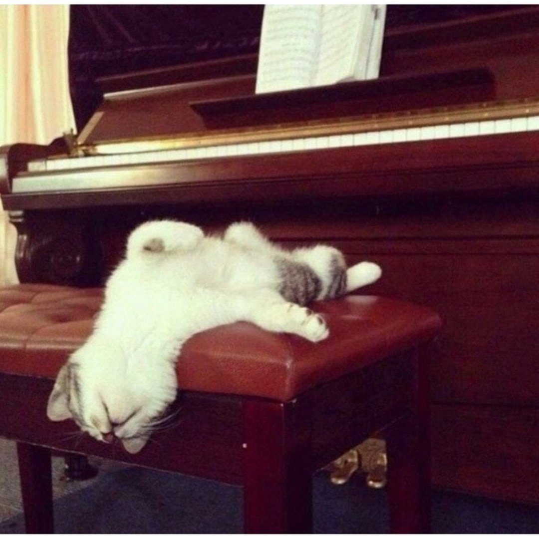Включи котики устали громкость. Кот на пианино. Кот за пианино. Котик на пианино. Котик за пианино.