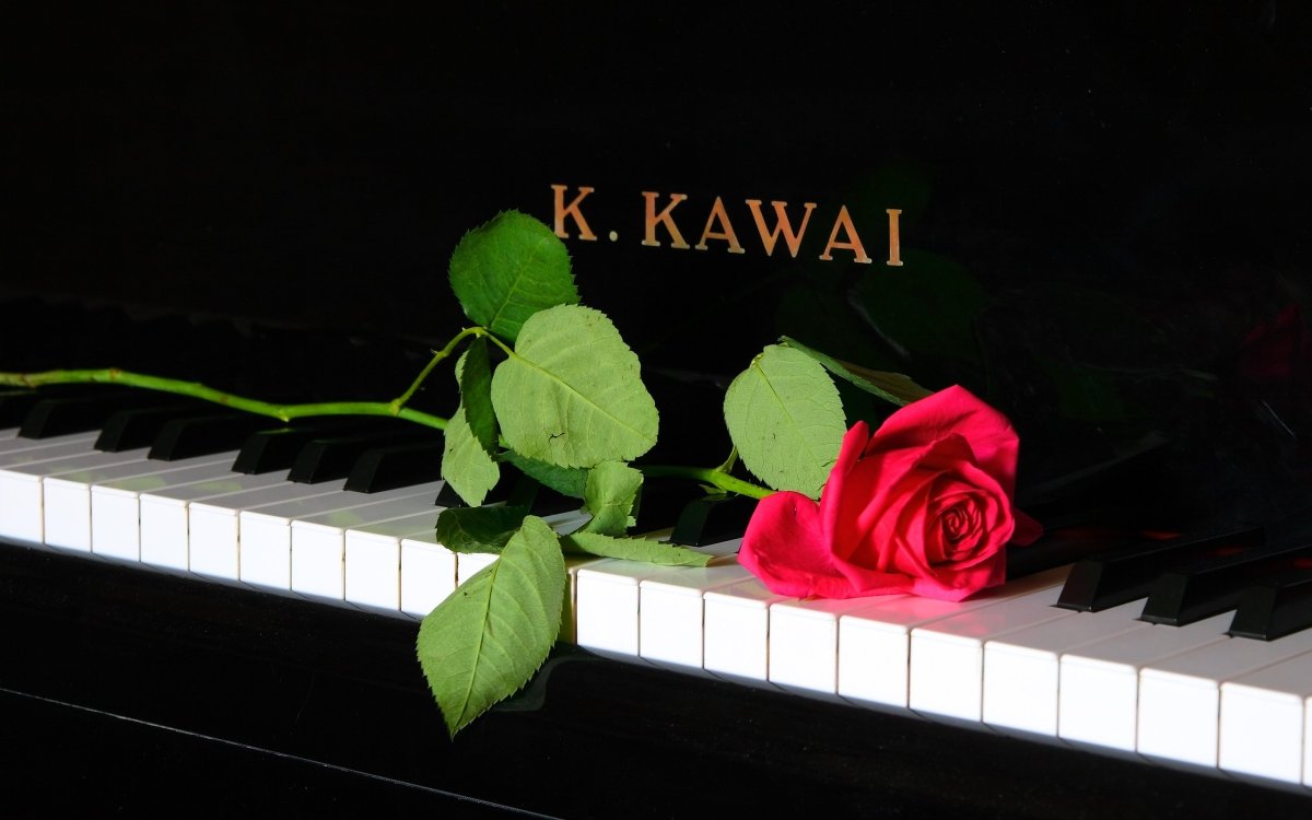 Клавиши и лепестки роз