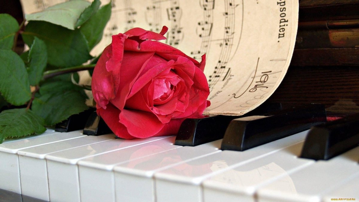 Клавиши и цветы