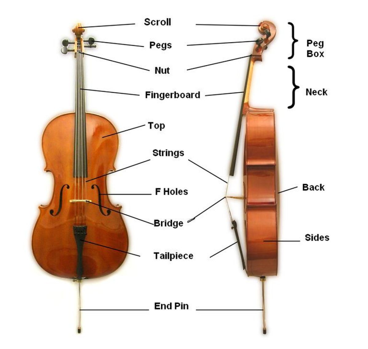 Виолончель музыкальный инструмент строение