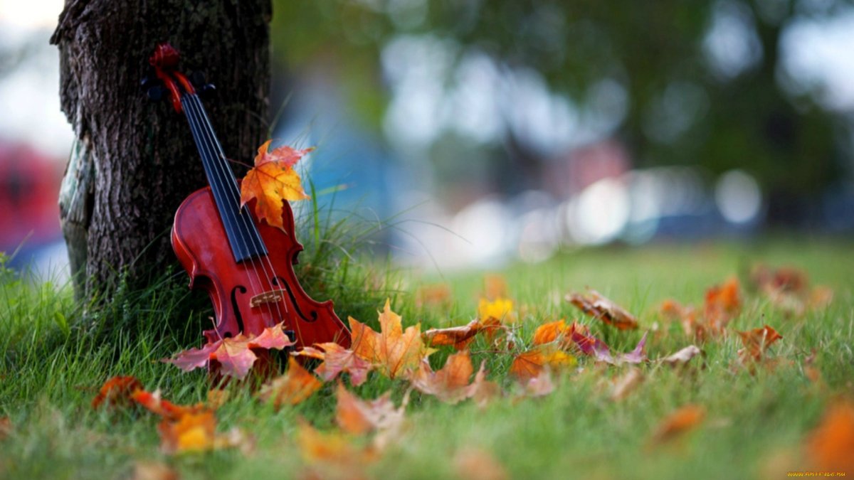 Скрипка в осенней листве